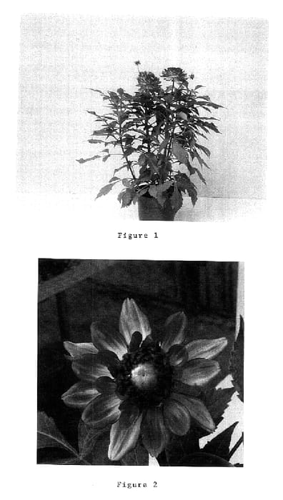 Figure 1 of US plant patent PP15776, the photograph of Melody Lizza printed in the patent.