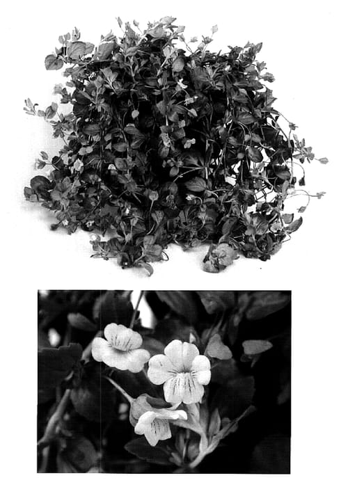 Figure 1 of US plant patent PP15777, the photograph of USMECA67 printed in the patent.