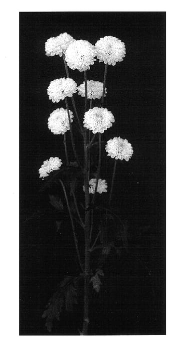 Figure 1 of US plant patent PP15778, the photograph of Zip printed in the patent.