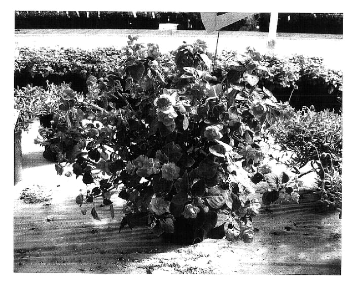 Figure 1 of US plant patent PP15779, the photograph of TiCoCitrus printed in the patent.