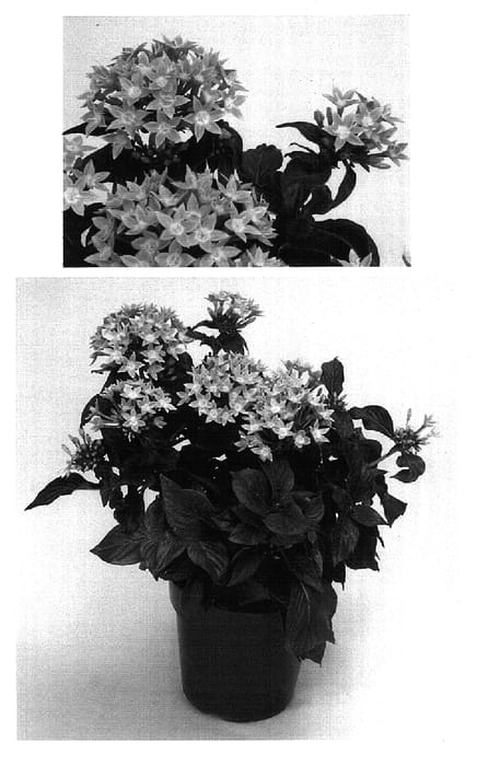 Figure 1 of US plant patent PP15780, the photograph of Bismarck Pink printed in the patent.