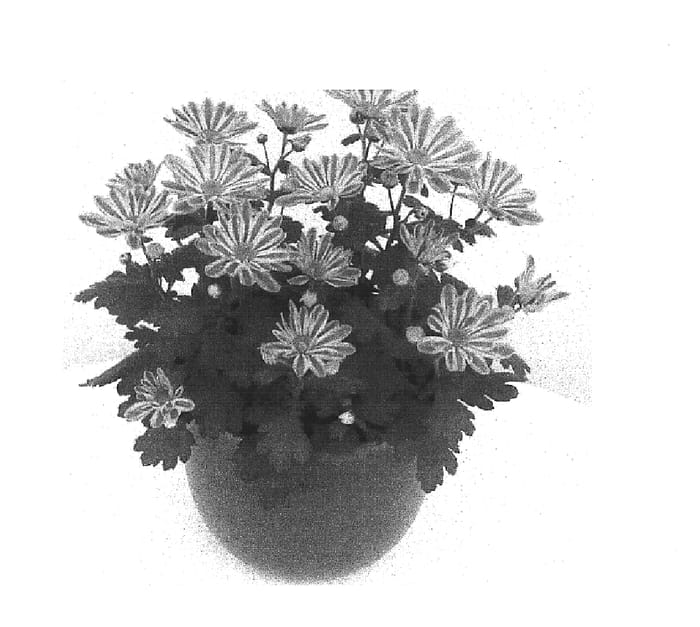 Figure 1 of US plant patent PP15781, the photograph of Esperanto Improved printed in the patent.
