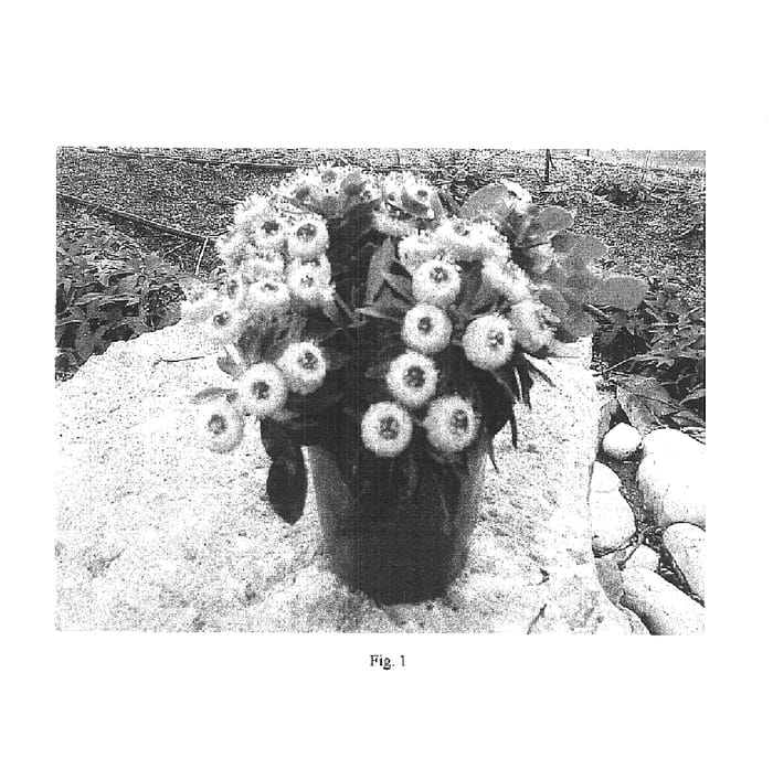 Figure 1 of US plant patent PP15782, the photograph of His Eyeball Comp printed in the patent.