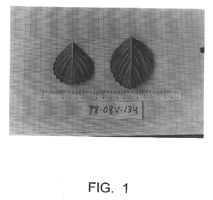 Figure 1 of US plant patent PP15783, the photograph of Carmela printed in the patent.