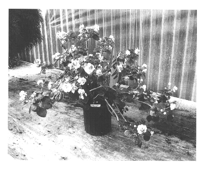 Figure 1 of US plant patent PP15784, the photograph of TiLav Improved printed in the patent.