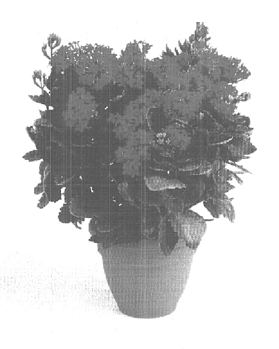 Figure 1 of US plant patent PP15785, the photograph of Cassandra printed in the patent.