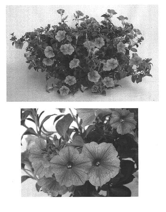 Figure 1 of US plant patent PP15786, the photograph of Whip Rosein printed in the patent.