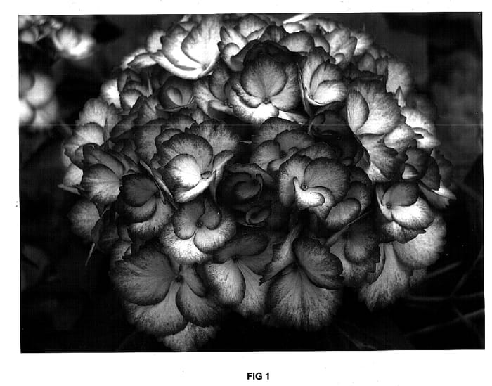 Figure 1 of US plant patent PP15787, the photograph of Ripple printed in the patent.