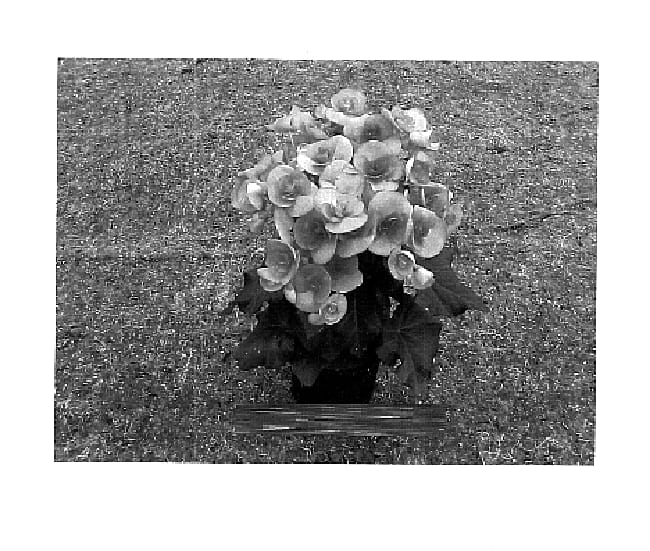 Figure 1 of US plant patent PP15789, the photograph of Bbnes printed in the patent.