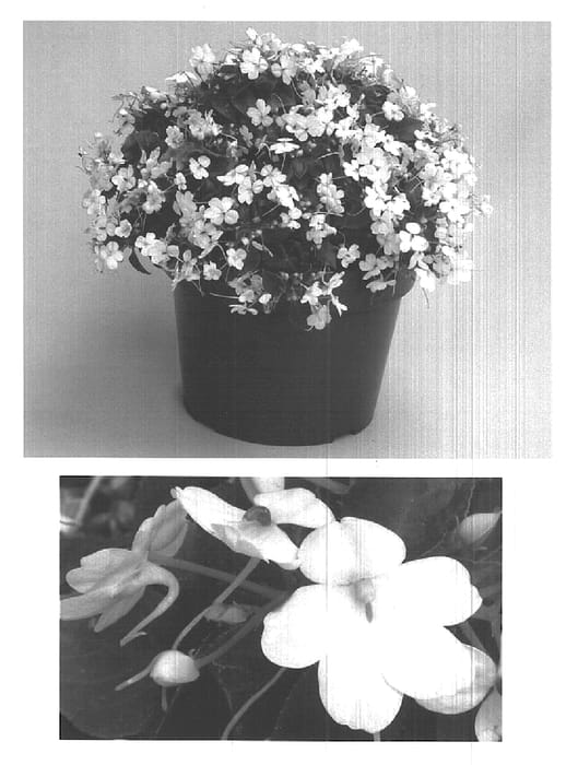 Figure 1 of US plant patent PP15790, the photograph of Fify White Two printed in the patent.