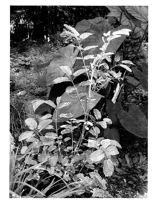 Figure 1 of US plant patent PP15791, the photograph of Dali Marble printed in the patent.