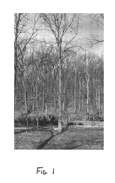 Figure 1 of US plant patent PP15792, the photograph of Beineke 8 printed in the patent.