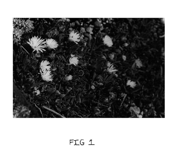 Figure 1 of US plant patent PP15793, the photograph of White Nugget printed in the patent.