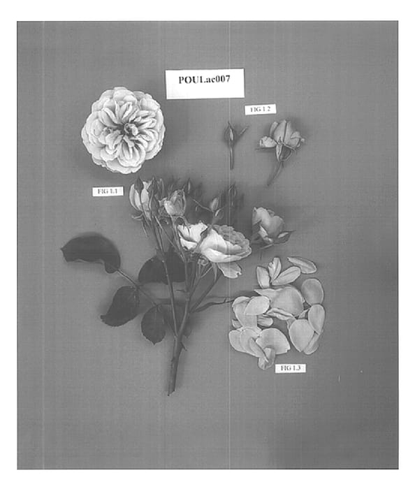 Figure 1 of US plant patent PP15794, the photograph of POULac007 printed in the patent.