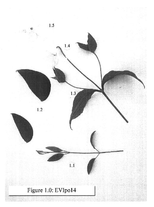 Figure 1 of US plant patent PP15795, the photograph of EVIpo014 printed in the patent.