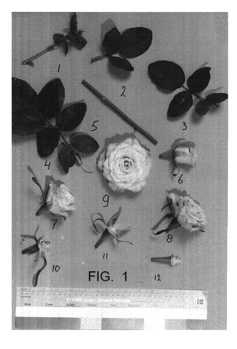 Figure 1 of US plant patent PP15796, the photograph of RUIZ99925 printed in the patent.