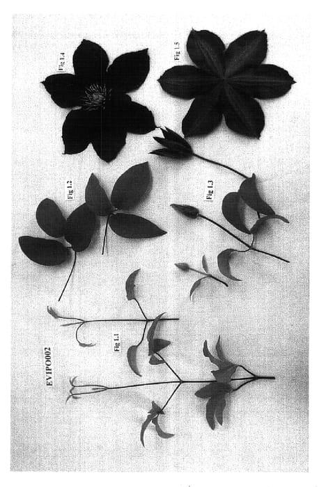 Figure 1 of US plant patent PP15797, the photograph of EVIpo002 printed in the patent.