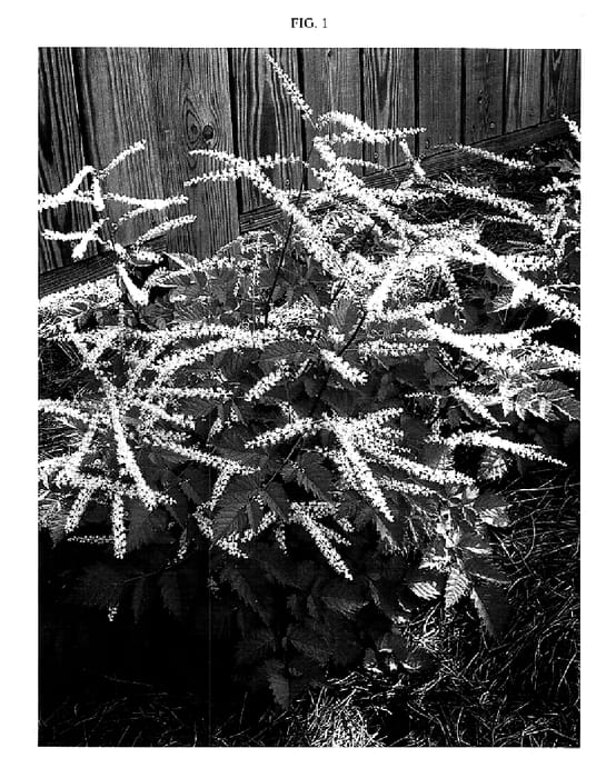 Figure 1 of US plant patent PP15798, the photograph of Misty Lace printed in the patent.