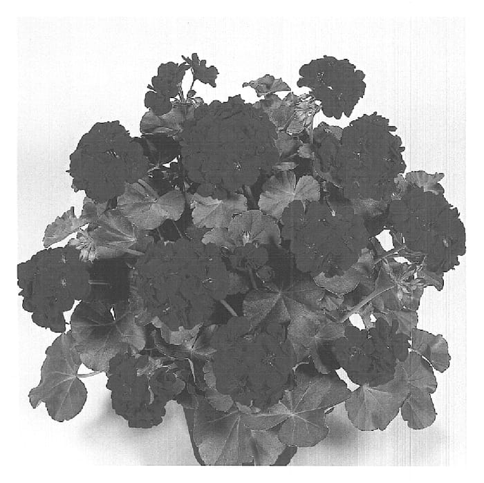 Figure 1 of US plant patent PP15799, the photograph of Duearthemia printed in the patent.
