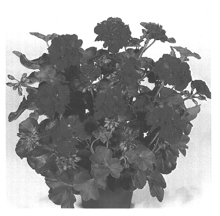 Figure 1 of US plant patent PP15800, the photograph of Duebertino printed in the patent.