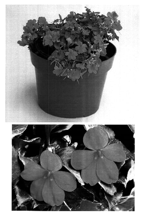 Figure 1 of US plant patent PP15801, the photograph of Fify Salmon Two printed in the patent.
