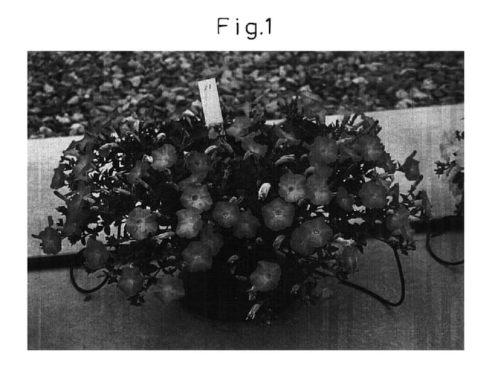 Figure 1 of US plant patent PP15802, the photograph of Sunpimo printed in the patent.