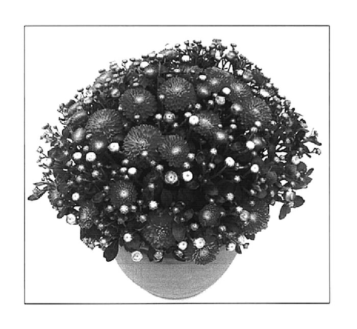 Figure 1 of US plant patent PP15803, the photograph of Follies printed in the patent.