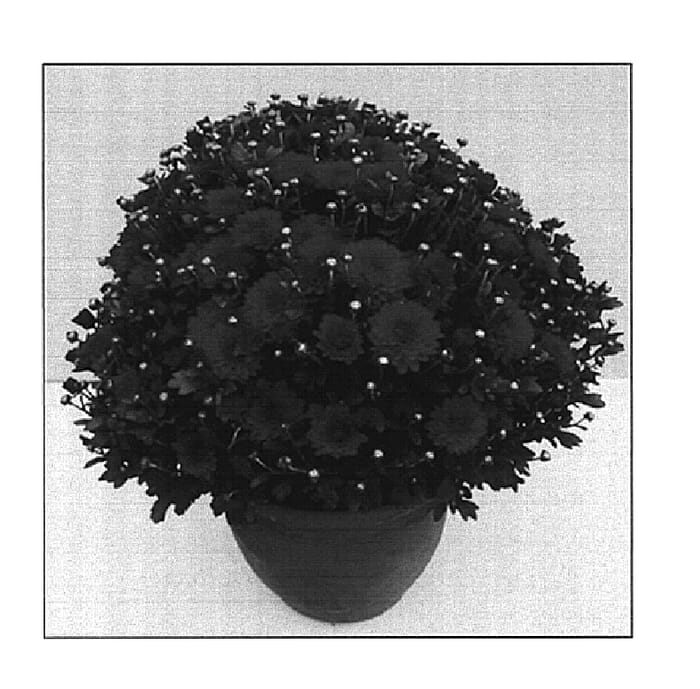 Figure 1 of US plant patent PP15804, the photograph of Peacock Royal printed in the patent.