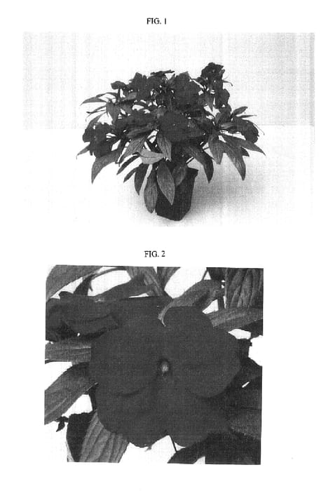 Figure 1 of US plant patent PP15805, the photograph of Balcelichey printed in the patent.