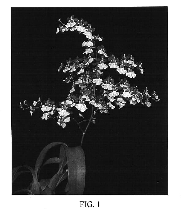Figure 1 of US plant patent PP15806, the photograph of The OrchidWorks printed in the patent.