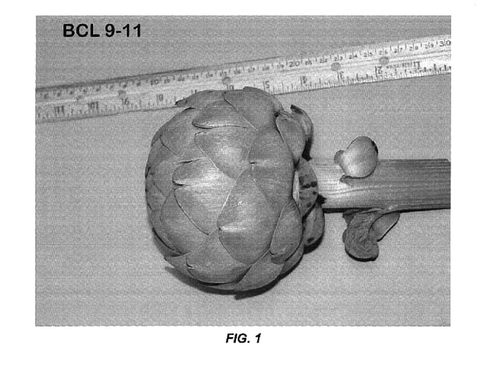 Figure 1 of US plant patent PP15807, the photograph of BCL 9-11 printed in the patent.