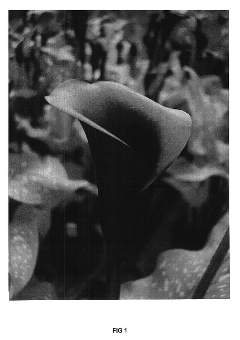 Figure 1 of US plant patent PP15808, the photograph of Black Jack printed in the patent.