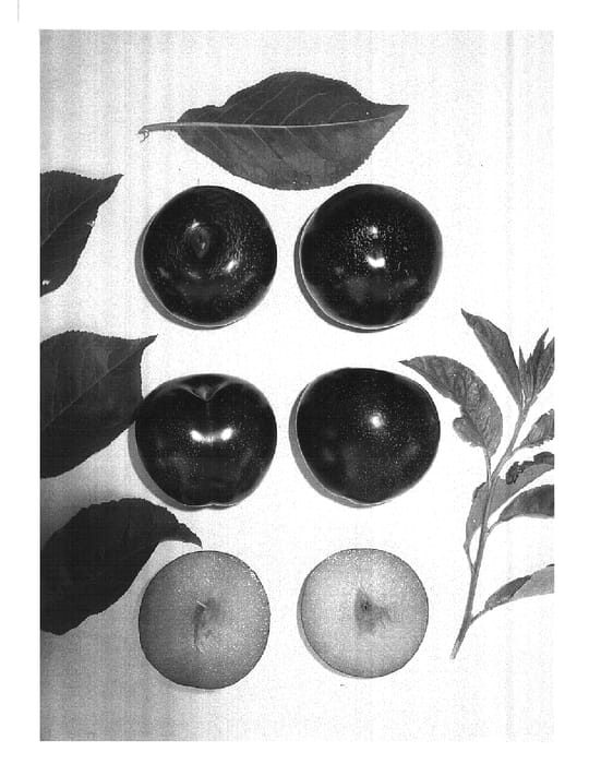Figure 1 of US plant patent PP15809, the photograph of Yummy®gem printed in the patent.