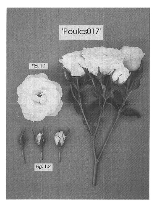 Figure 1 of US plant patent PP15810, the photograph of Poulcs017 printed in the patent.