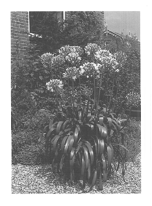 Figure 1 of US plant patent PP15811, the photograph of White Heaven printed in the patent.