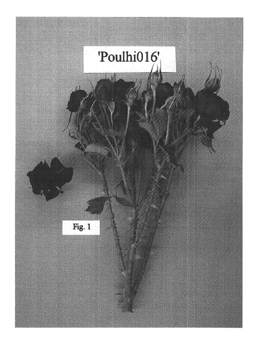 Figure 1 of US plant patent PP15812, the photograph of POULhi016 printed in the patent.