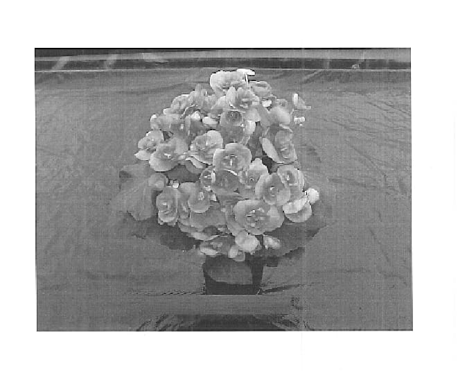 Figure 1 of US plant patent PP15813, the photograph of Bbeatrice printed in the patent.