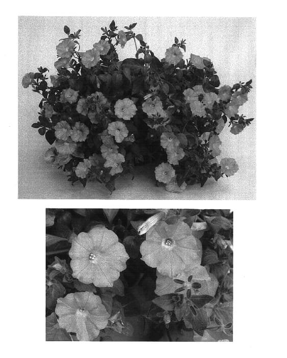 Figure 1 of US plant patent PP15814, the photograph of Whip Sal printed in the patent.