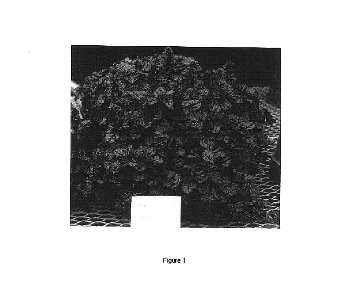 Figure 1 of US plant patent PP15815, the photograph of Black Scallop printed in the patent.