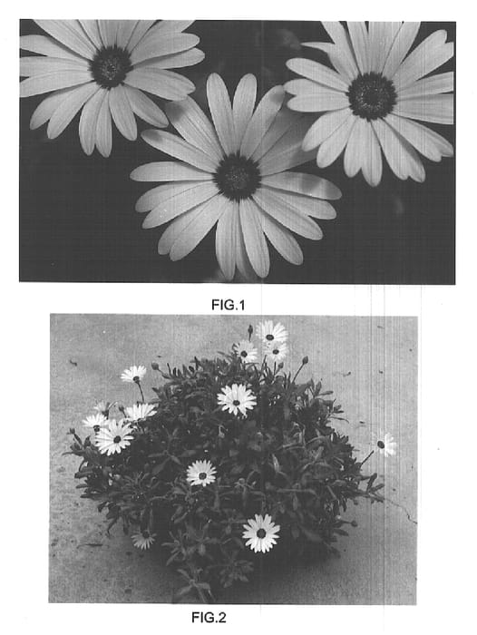 Figure 1 of US plant patent PP15816, the photograph of Kakegawa AU12 printed in the patent.