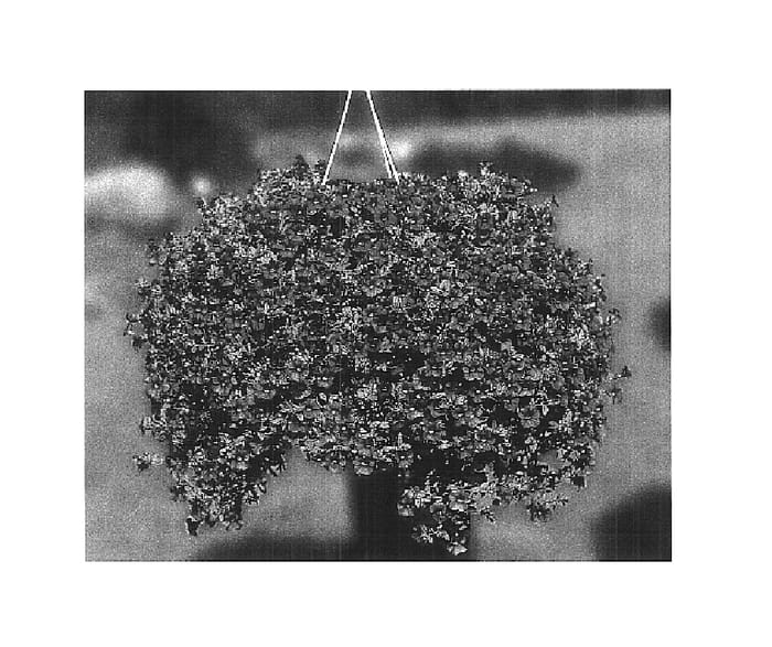 Figure 1 of US plant patent PP15817, the photograph of KLEC02059 printed in the patent.