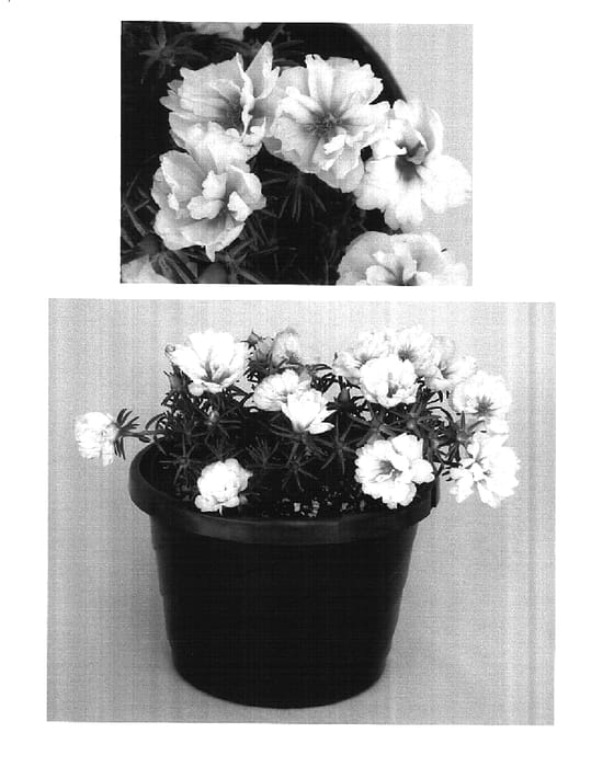 Figure 1 of US plant patent PP15818, the photograph of Bodhigcre printed in the patent.