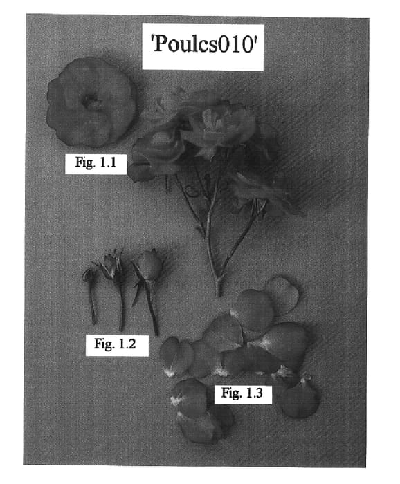 Figure 1 of US plant patent PP15819, the photograph of POULcs010 printed in the patent.