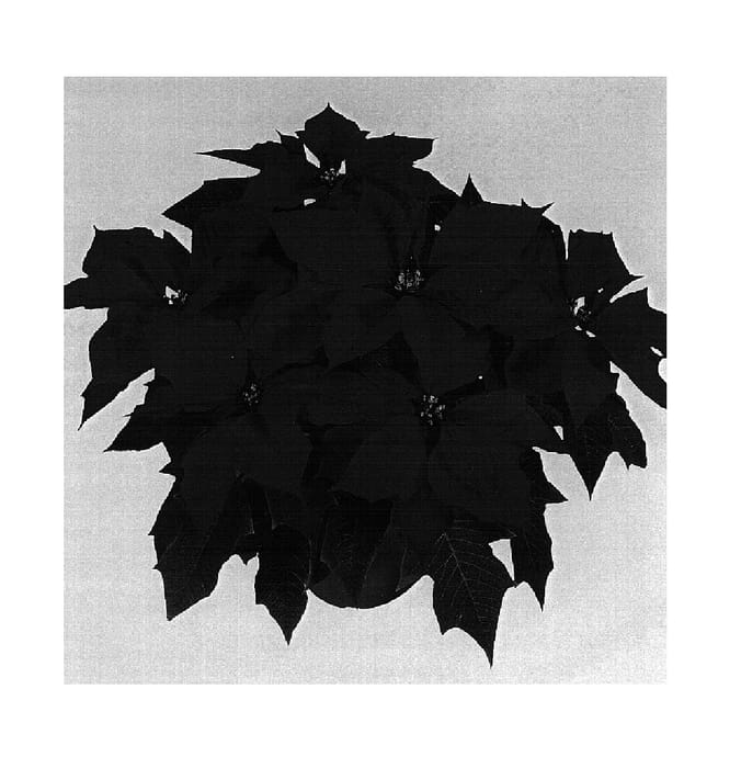 Figure 1 of US plant patent PP15820, the photograph of Duemerlot printed in the patent.