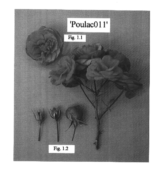 Figure 1 of US plant patent PP15821, the photograph of POULac001 printed in the patent.