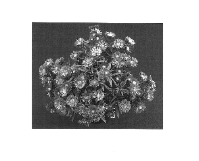 Figure 1 of US plant patent PP15822, the photograph of Yomelody printed in the patent.