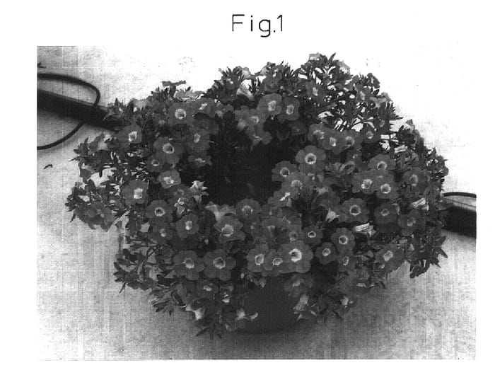 Figure 1 of US plant patent PP15823, the photograph of Sunbelkupapi printed in the patent.