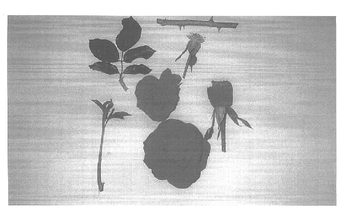 Figure 1 of US plant patent PP15824, the photograph of Intrepid Red printed in the patent.
