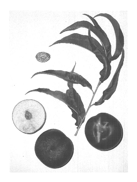 Figure 1 of US plant patent PP15825, the photograph of Burnectsixteen printed in the patent.