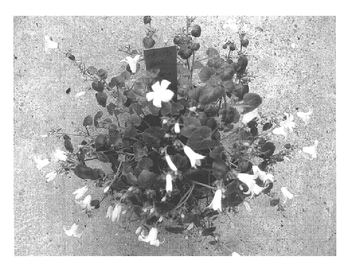 Figure 1 of US plant patent PP15826, the photograph of PKMp03 printed in the patent.